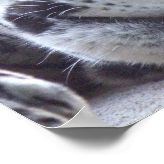 Leopard Picture Print Poster (Ecke)