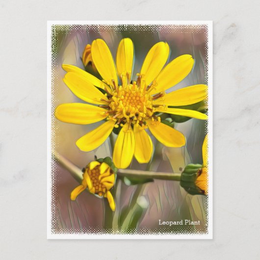 Leopard Plant Postkarte (Vorderseite)