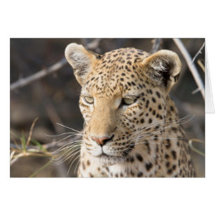 Leopard-Portrait