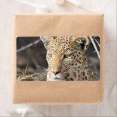 Leopard-Portrait (Insitu)