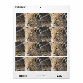 Leopard-Portrait (Vorne)
