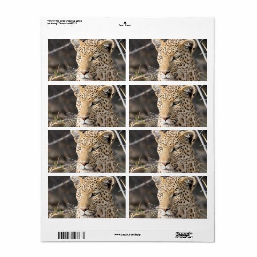 Leopard-Portrait (Vorne)