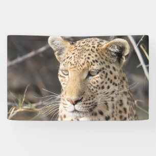 Leopard portrait banner
