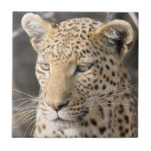Leopard-Portrait Fliese (Vorderseite)