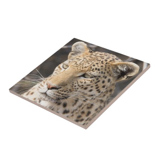 Leopard-Portrait Fliese (Seite)