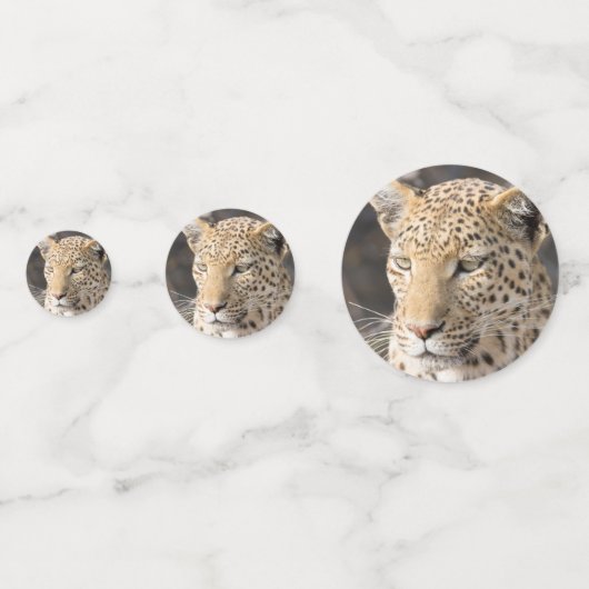 Leopard-Portrait-Foto Konfetti (Rückseiten)