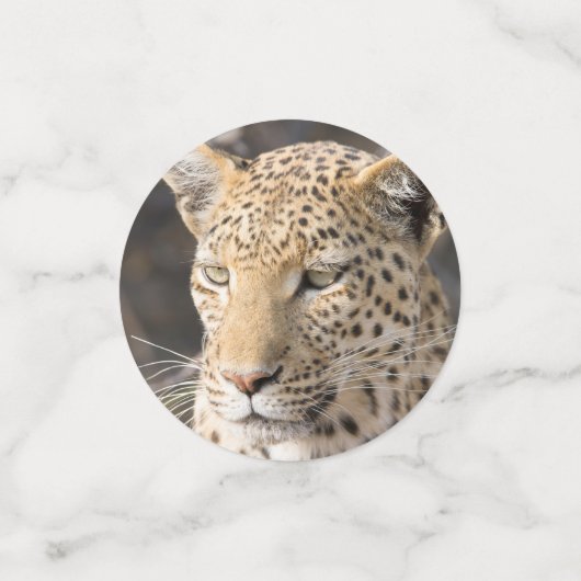 Leopard-Portrait-Foto Konfetti (Klein Vorderseite)