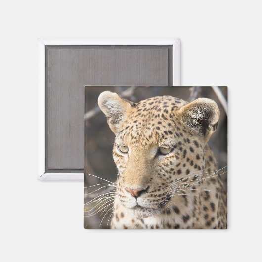 Leopard-Portrait-Foto Magnet (Vorderseite/Rückseite)