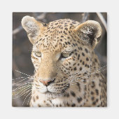 Leopard-Portrait-Foto Magnet (Vorne)