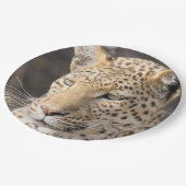 Leopard-Portrait-Foto Pappteller (Schrägansicht)