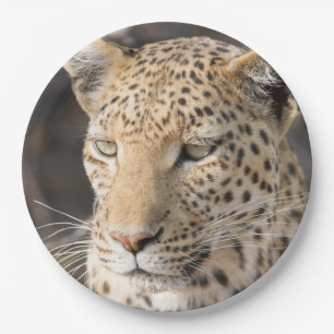 Leopard-Portrait-Foto Pappteller