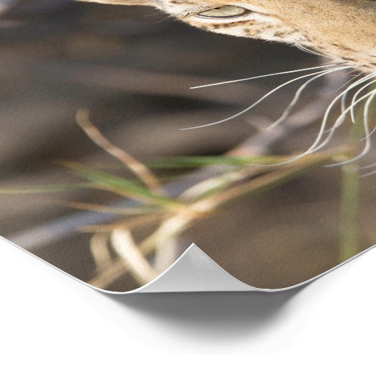 Leopard-Portrait-Foto Poster (Ecke)