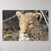 Leopard-Portrait-Foto Poster (Vorne)