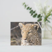 Leopard-Portrait-Foto Postkarte (Stehend Vorderseite)