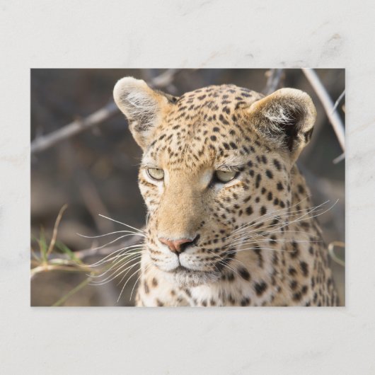 Leopard-Portrait-Foto Postkarte (Vorderseite)