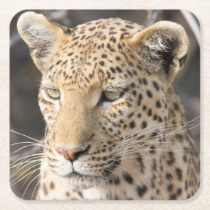 Leopard-Portrait-Foto Rechteckiger Pappuntersetzer