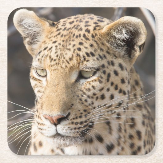 Leopard-Portrait-Foto Rechteckiger Pappuntersetzer (Vorderseite)