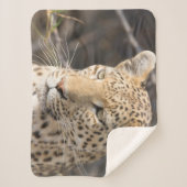 Leopard-Portrait-Foto Sherpadecke (Vorderseite)