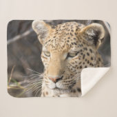 Leopard-Portrait-Foto Sherpadecke (Vorderseite (Horizontal))