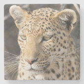 Leopard-Portrait-Foto Steinuntersetzer (Vorderseite)