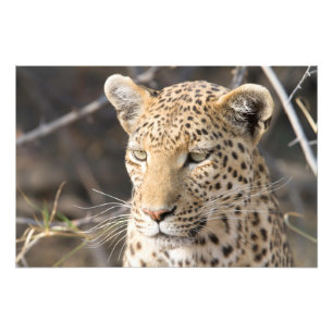 Leopard-Portrait Fotodruck