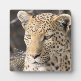 Leopard portrait fotoplatte