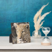 Leopard-Portrait Fotoplatte (InSitu)