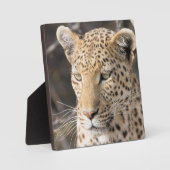 Leopard-Portrait Fotoplatte (Vorderseite)