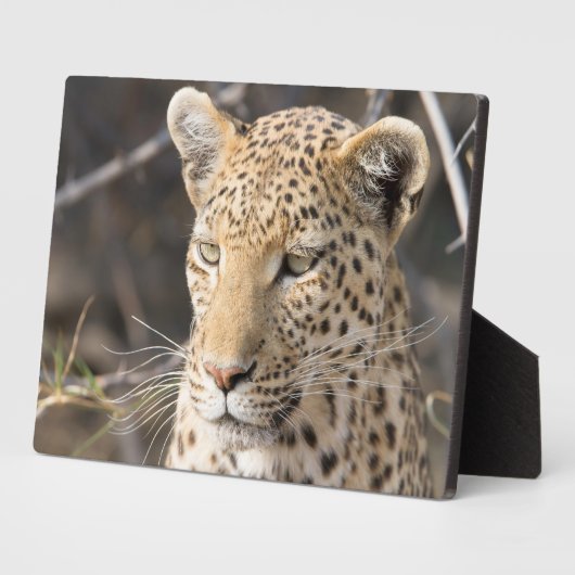 Leopard-Portrait Fotoplatte (Seite)