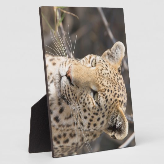 Leopard-Portrait Fotoplatte (Seite)