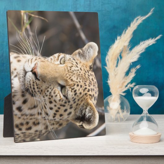 Leopard-Portrait Fotoplatte (Seite)