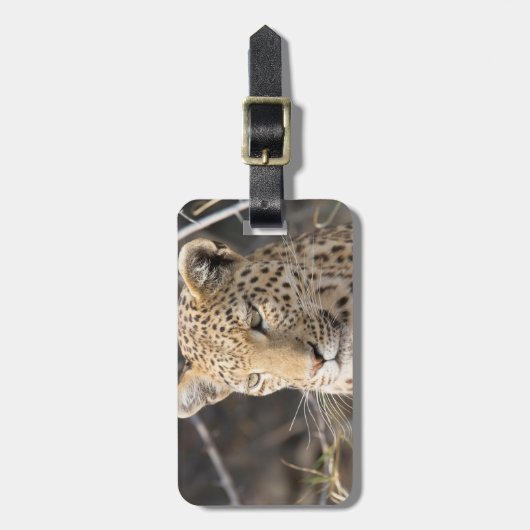 Leopard-Portrait Gepäckanhänger (Vorderseite vertikal)