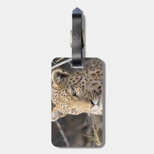 Leopard-Portrait Gepäckanhänger (Rückseite vertikal)