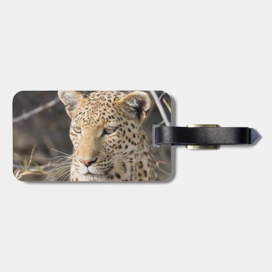 Leopard-Portrait Gepäckanhänger (Rückseite horizontal)