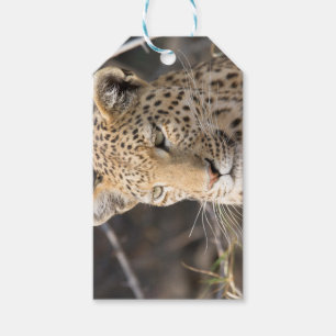 Leopard-Portrait Geschenkanhänger