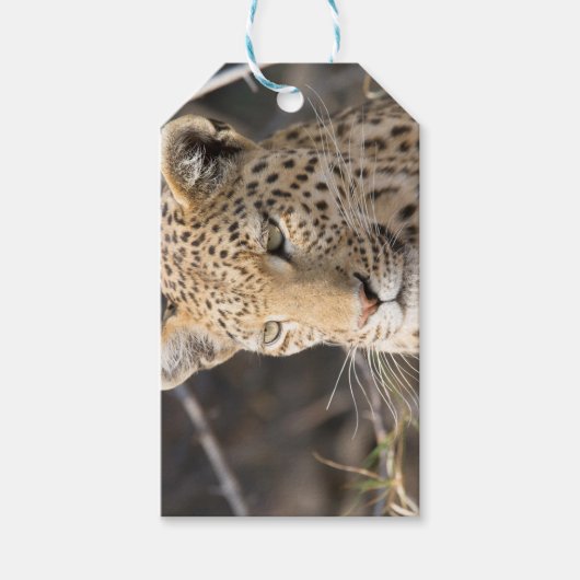 Leopard-Portrait Geschenkanhänger (Vorderseite)