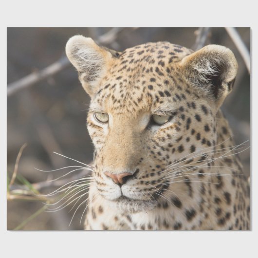 Leopard-Portrait Geschenkpapier (Flach)