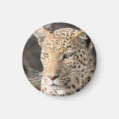 Leopard-Portrait Magnet (Vorne)
