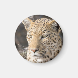 Leopard-Portrait Magnet