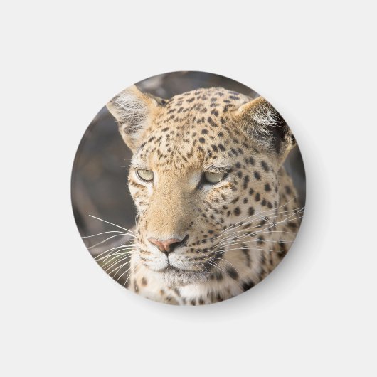 Leopard-Portrait Magnet (Vorne)