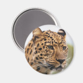 Leopard Portrait Magnet (Vorderseite/Rückseite)