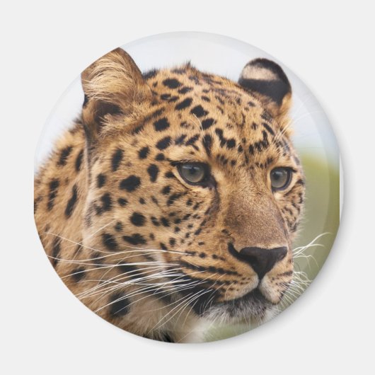 Leopard Portrait Magnet (Vorne)