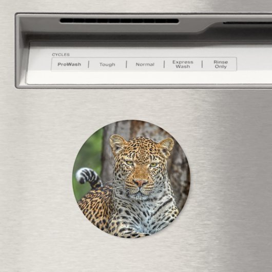 Leopard Portrait Magnet (In Situ (Geschirrspüler))