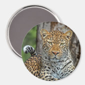 Leopard Portrait Magnet (Vorderseite/Rückseite)
