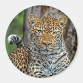 Leopard Portrait Magnet (Vorne)