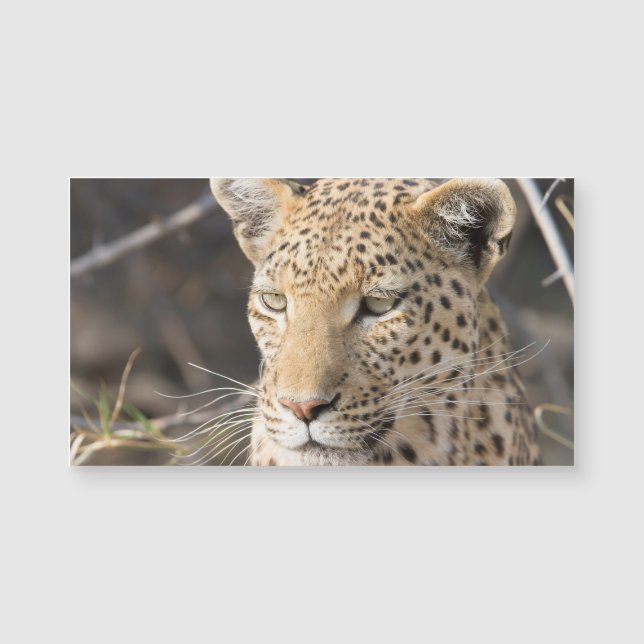 Leopard-Portrait Magnetkarte (Vorderseite)