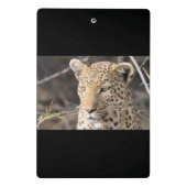 Leopard-Portrait Mini Klemmbrett (Rückseite)