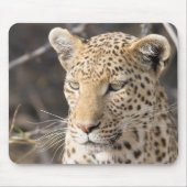 Leopard-Portrait Mousepad (Vorne)