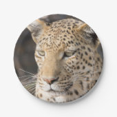 Leopard-Portrait Pappteller (Vorderseite)