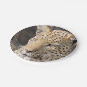 Leopard-Portrait Pappteller (Schrägansicht)